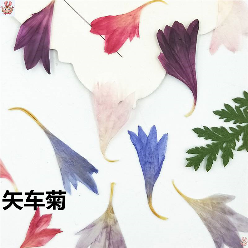 Resin Art Baby - 식물 표본 20개, 수레국화 꽃잎, 자연